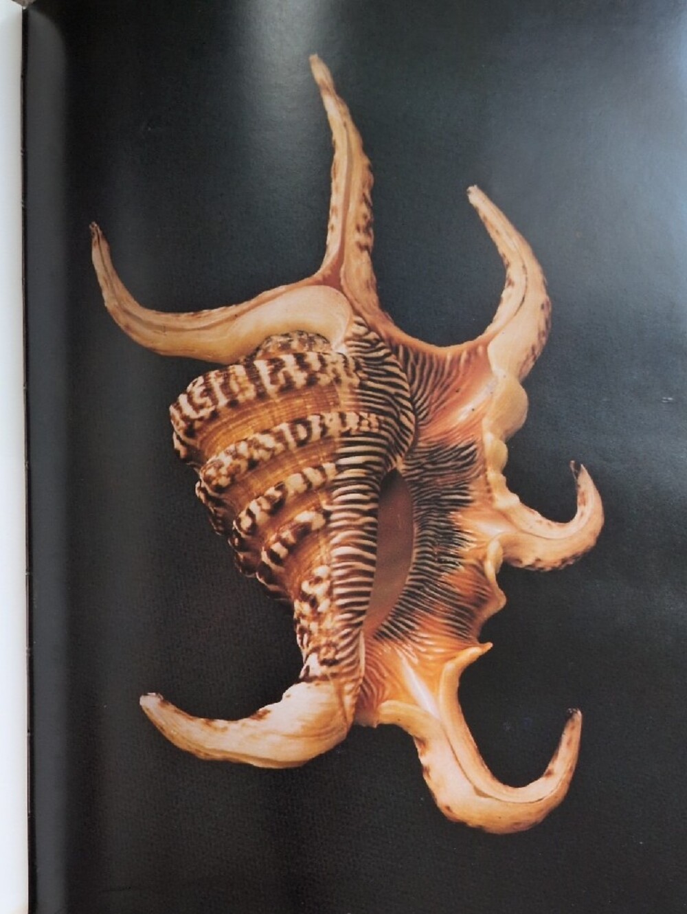 Assorted Art Books - Picture 7 of 8